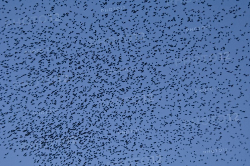 Murmuration of starlings at dusk over Gloucester Docks, Gloucestershire, 2009