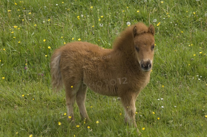 Shetland pony foal, Devon, c2008