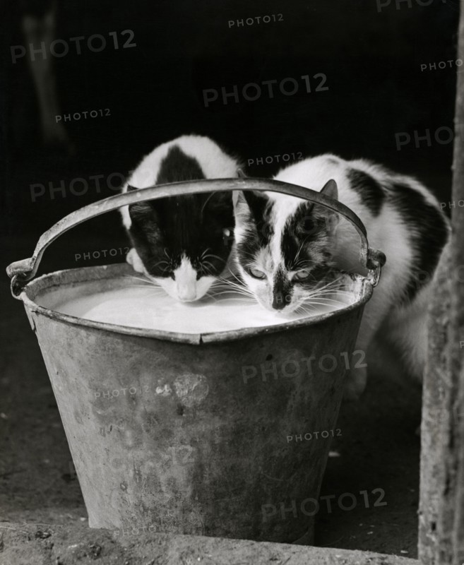 Two cats drinking milk from a pail, 1946-1980