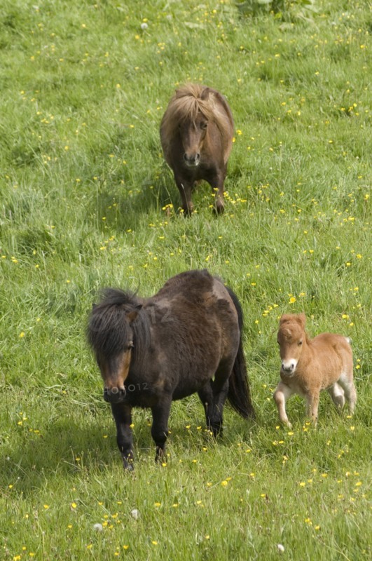 Shetland ponies and foal, Devon, c2008