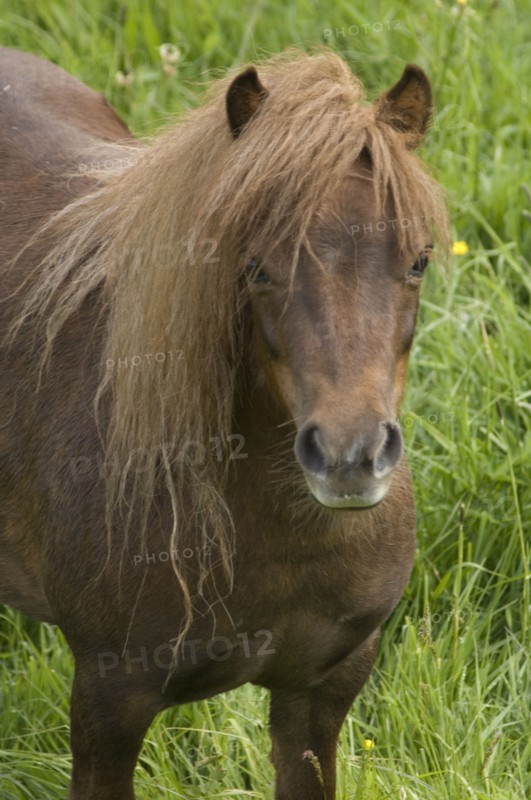 Shetland pony, Devon, c2008