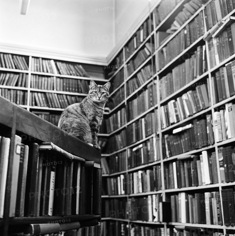 Cat librarian, 1974