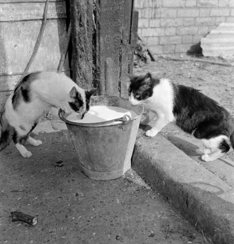 Two cats drinking from a pail of milk, Hertfordshire, 1950s-1960s