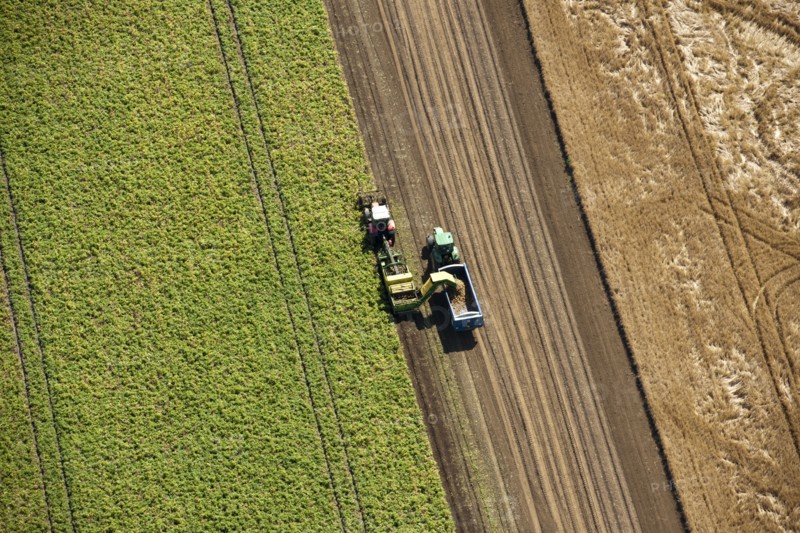 Harvesting, Glinton, Peterborough, Cambridgeshire, c2010s(?)