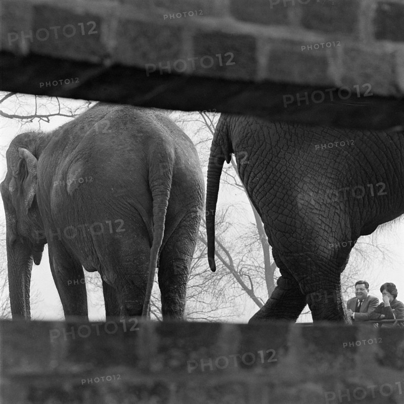 Elephants seen through a gap in a wall, London Zoo, Regent's Park, London, early 1960s