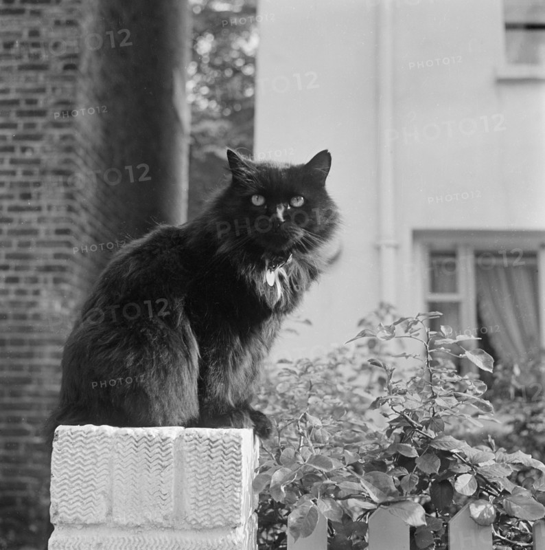 Black British longhair cat sitting on a white brick wall, Pond Square, Highgate, London, 1969