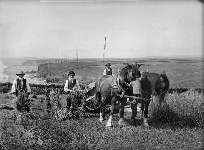 Richard Harvey and workers harvesting at Trenance, Mullion, Cornwall, 1900-1901