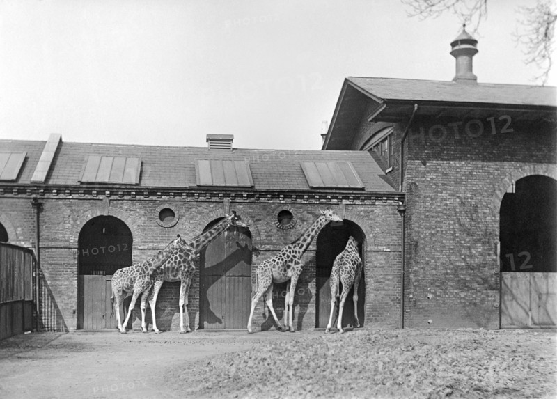 Giraffe House, Zoological Gardens, Regent's Park, London, 1912