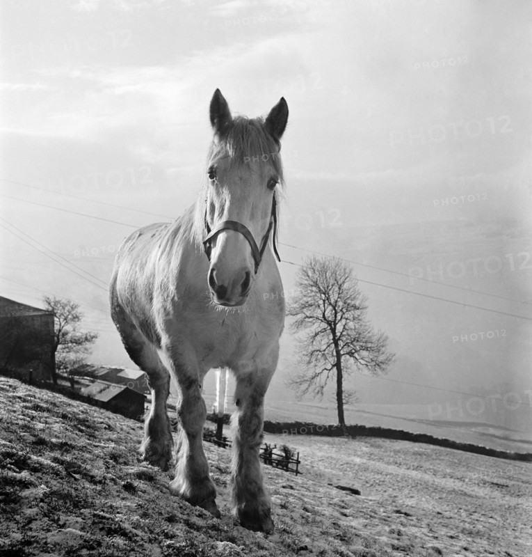 Heavy horse on the slope of a field in the Pennines, West Yorkshire, c1955