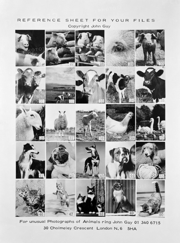 Animal montage, 1970