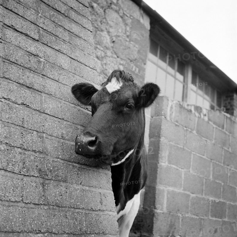 Cow peering around the corner of a brick buttress on a farm on the Isle of Wight, 1960s