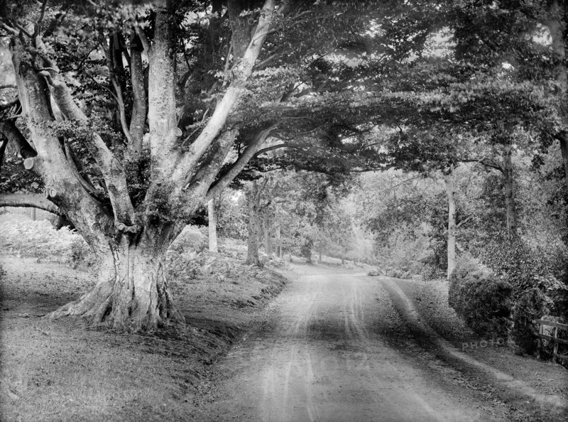Parkland surrounding Highclere Castle, Hampshire, c1860-c1922