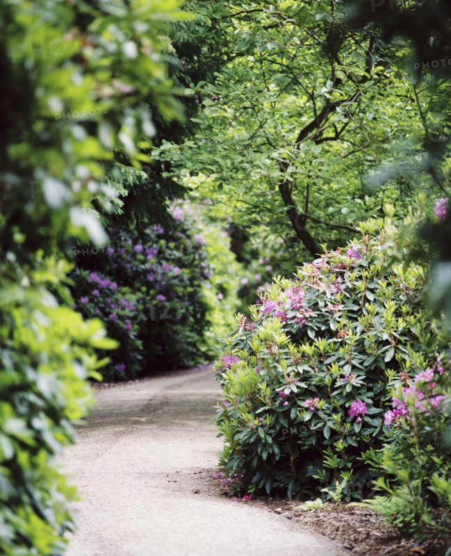 Flowering rhododendrons, gardens of Witley Court, Great Witley, Worcestershire, c2000-c2017