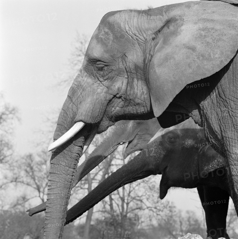 Elephants, London Zoo, Regent's Park, Westminster, London, c1964