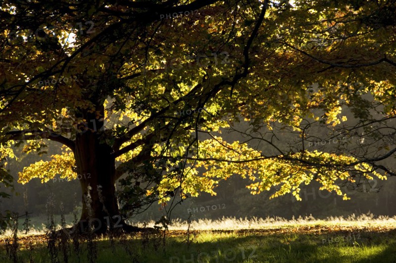 Autumn colour in the park of Kenwood House, London, c1980-c2017.   Artist