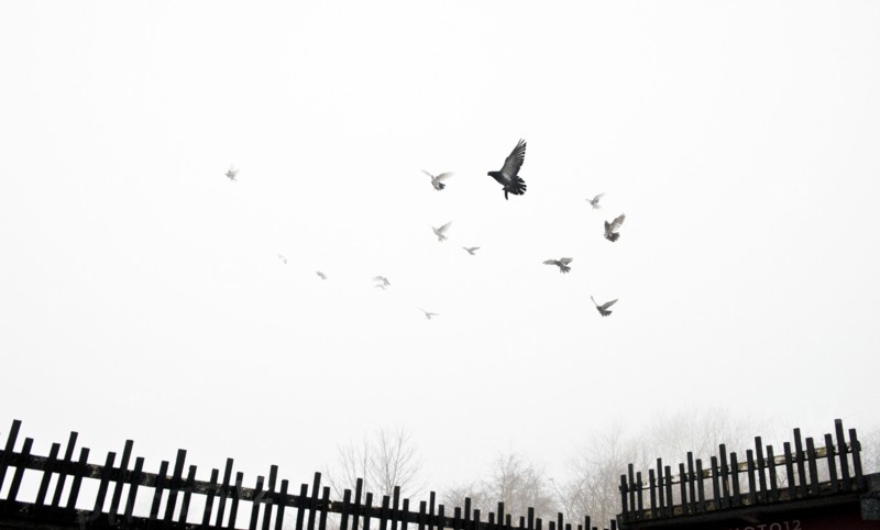 Pigeons flying into the mist from crees, Wrekenton, Gateshead, Tyne and Wear, c1980-c2017