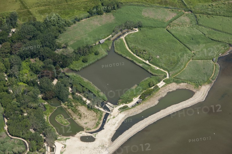Decoy pond, Abbotsbury Swannery, Dorset, 2014