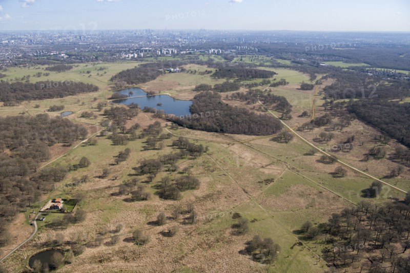 Deer park, Richmond Park, Richmond upon Thames, London, 2018