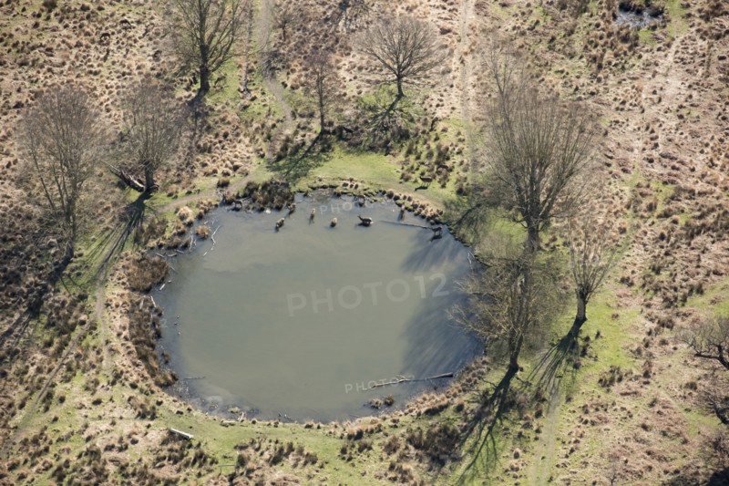 Deer in the pond near White Ash Lodge, Richmond Park, Richmond upon Thames, London, 2018
