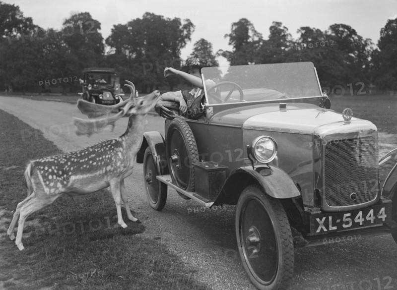 Woman in a BSA car feeding a deer in Richmond Park, Surrey, c1920s. Artist: Bill Brunell.
