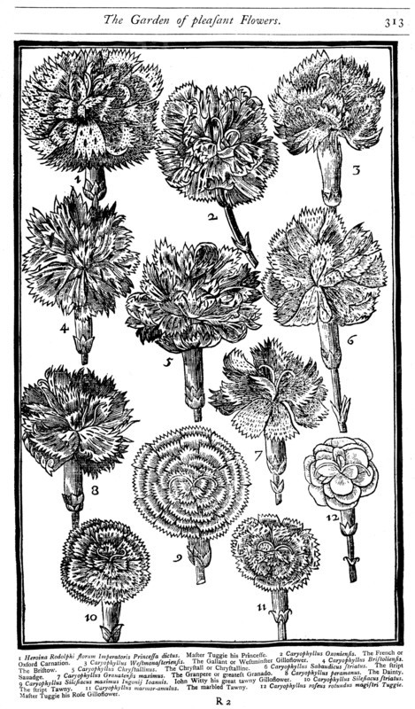 Dianthus (Carnations and Pinks), 1629. Artist: Unknown