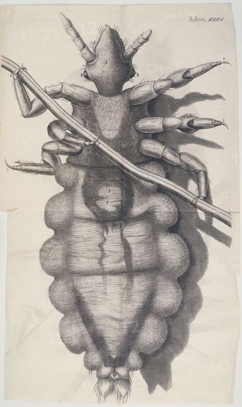 Louse clinging to a human hair in Hooke's Micrographia, 1665 Artist: Unknown