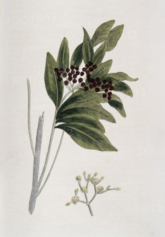 Allspice, 1823. Artist: Unknown