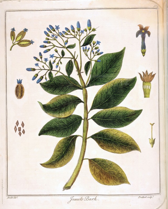 Cinchona (Jesuit's or Peruvian Bark) 1795. Artist: Unknown