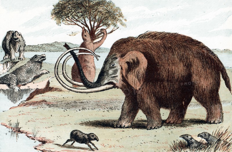 Woolly mammoth (Mammuthus), 1892. Artist: Unknown