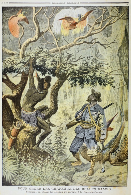 Killing Birds of Paradise, New Guinea, 1908. Artist: Unknown