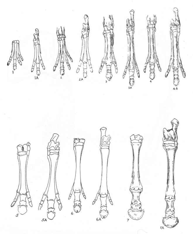 Evolution of the horse, c1920. Artist: Unknown
