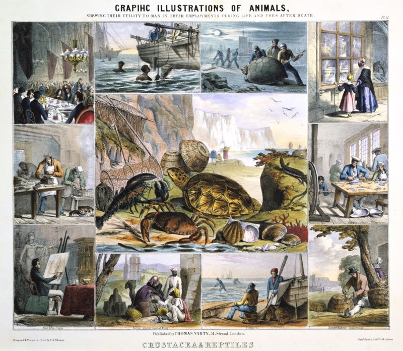 'Crustacea and Reptiles', c1850. Artist: Robert Kent Thomas