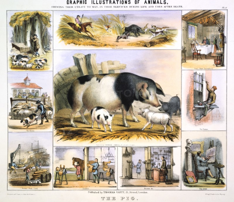 'The Pig', c1850. Artist: Benjamin Waterhouse Hawkins