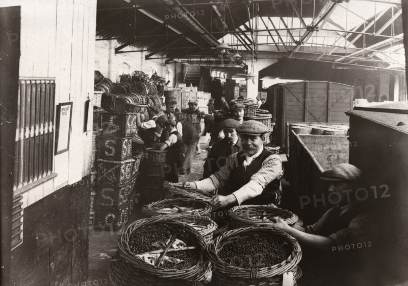 Men unloading baskets of blackcurrants from train, Rowntree factory, York, Yorkshire, 1920. Artist: Unknown
