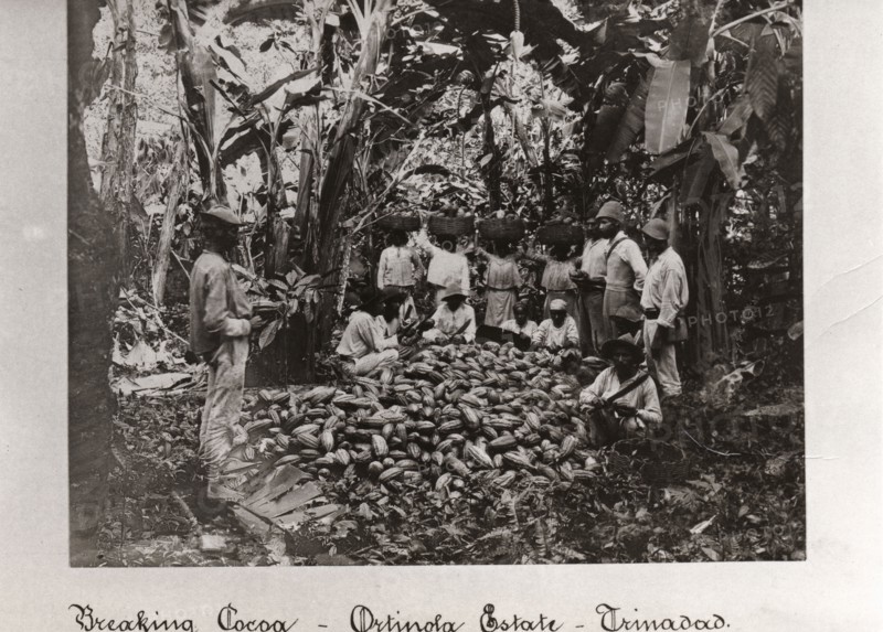 Workers break open cocoa pods in a clearing in the plantation,Trinidad, Ortinola Estate, 1897. Artist: Unknown