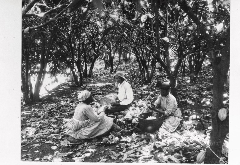 Workers sit on the ground with baskets in a cocoa plantation, Trinidad, Grenada or Venezuela, 1897 Artist: Unknown