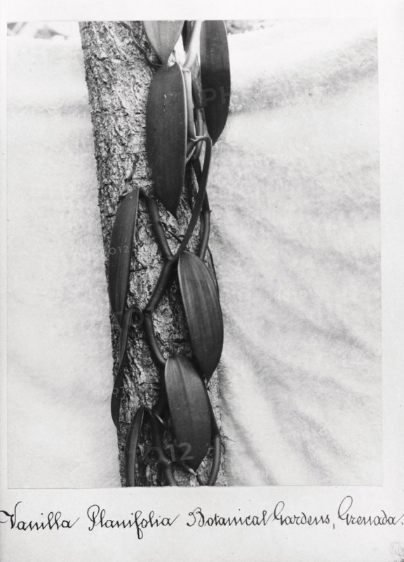 Close-up shot of Vanilla (Vanilla Planifolia), Grenada, 1897. Artist: Unknown