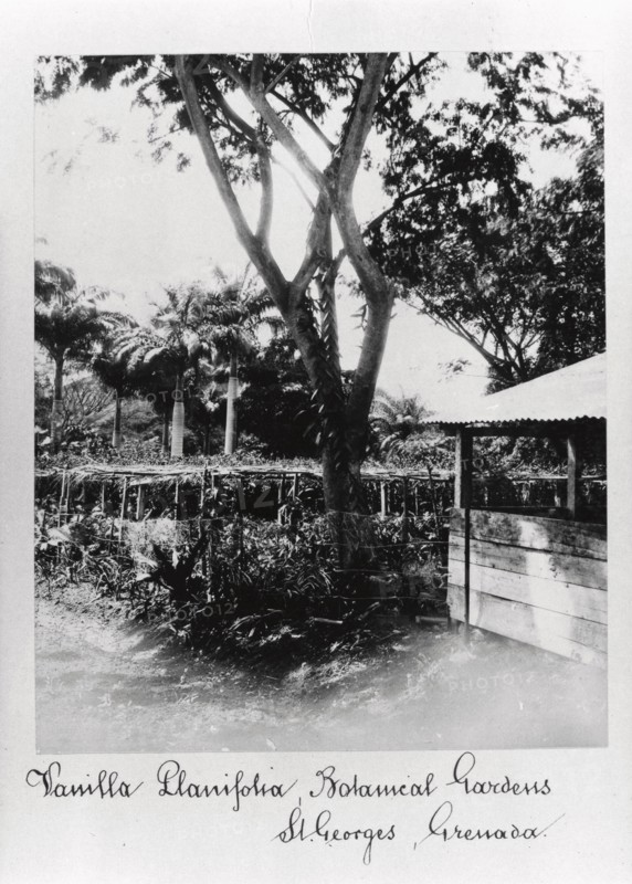St George?s Botanical Gardens, Grenada, 1897. Artist: Unknown