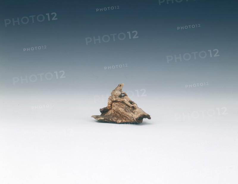 Frog netsuke, late Edo period, Japan, early 19th century. Artist: Unknown