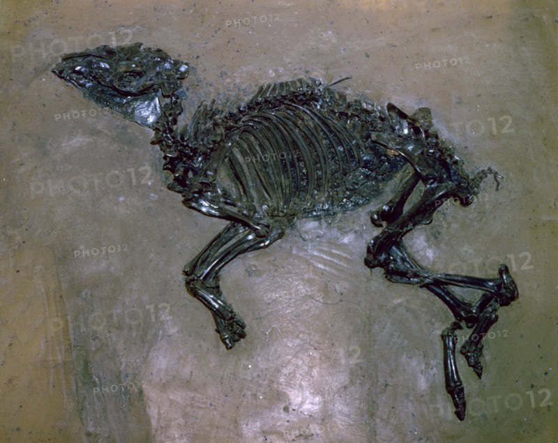 Fossil Horse.