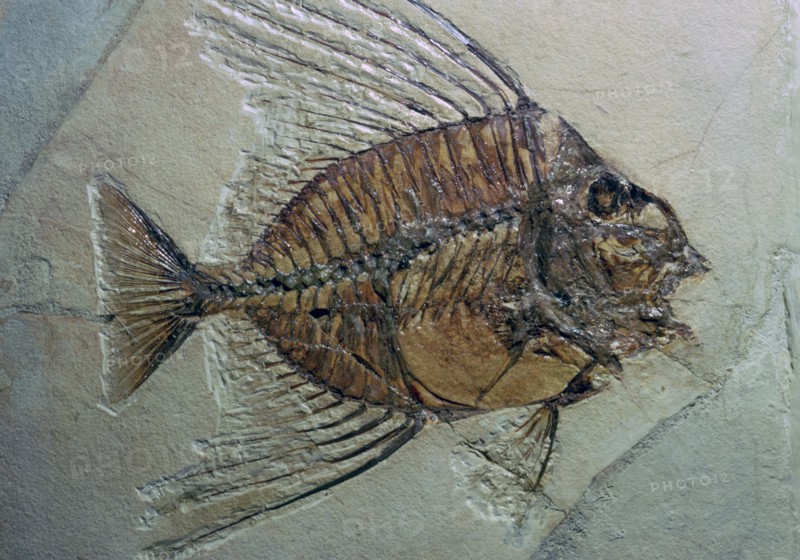 Rare fossilised fish. Artist: Unknown