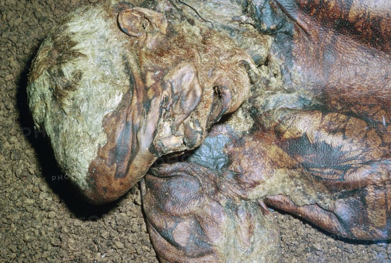 Lindow Man, found in a peat moss bog in Ireland, c2nd century BC. Artist: Unknown
