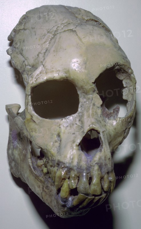 Skull of Proconsul Africanus. Artist: Unknown
