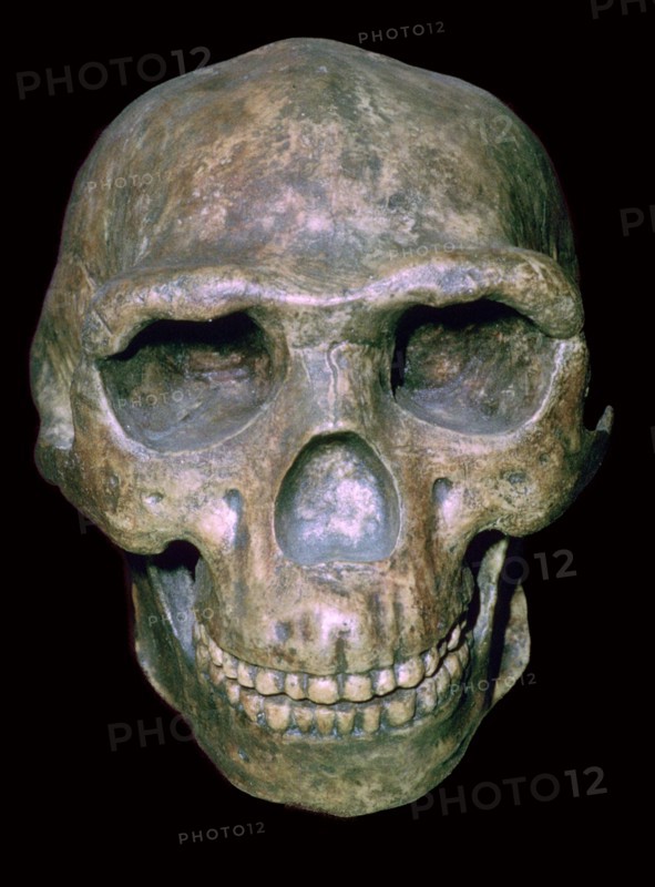 Skull of 'Peking' man (reconstruction). Artist: Unknown