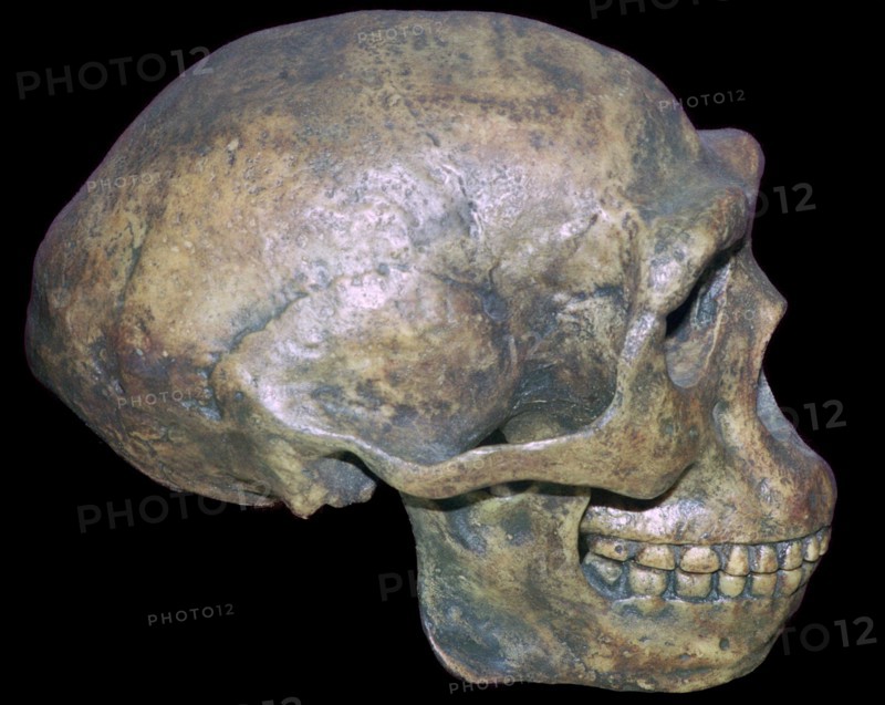 Skull of 'Peking' man (reconstruction). Artist: Unknown