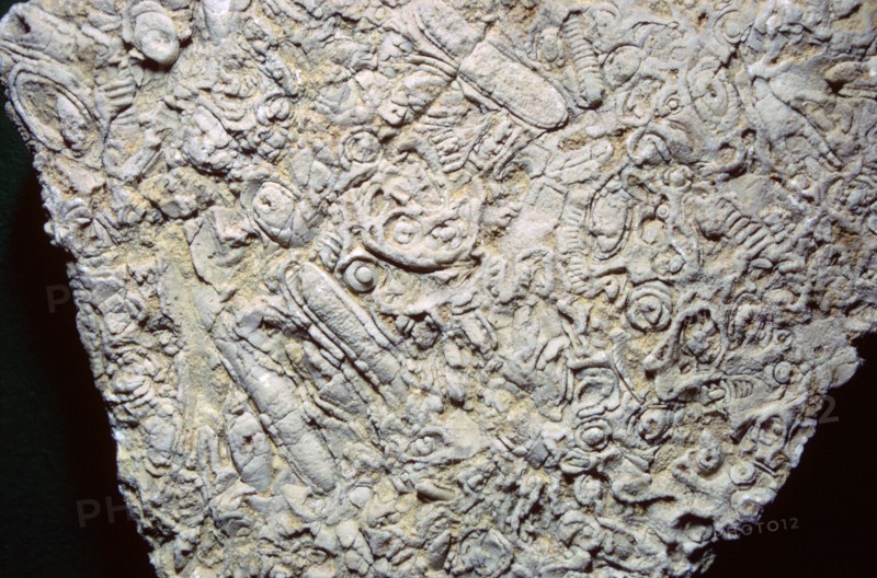 Fossil shells in limestone. Artist: Unknown