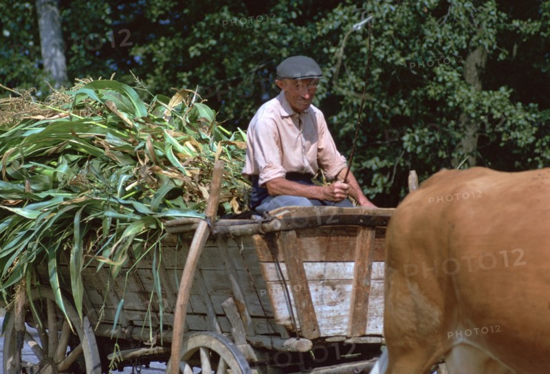 Farmer and his cart in Hungary. Artist: CM Dixon Artist: Unknown