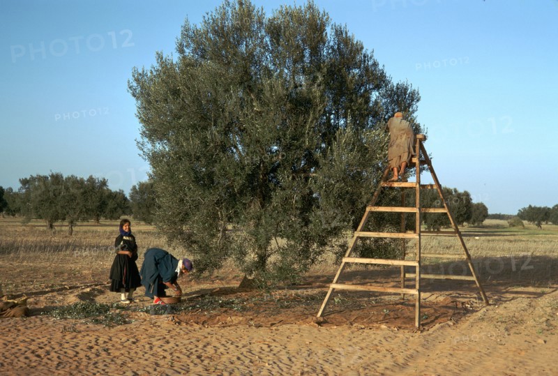 Picking olives in Tunisia. Artist: Unknown