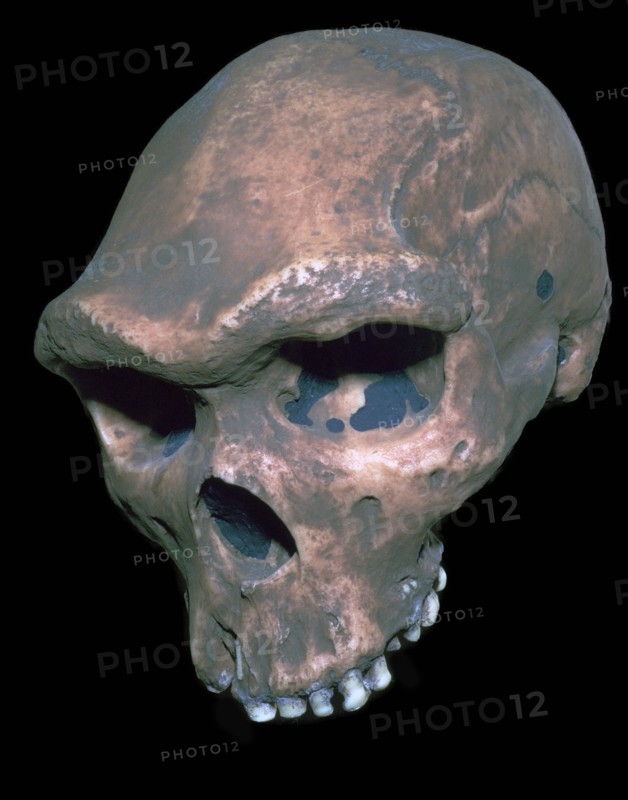 Skull of Homo Sapiens. Artist: Unknown