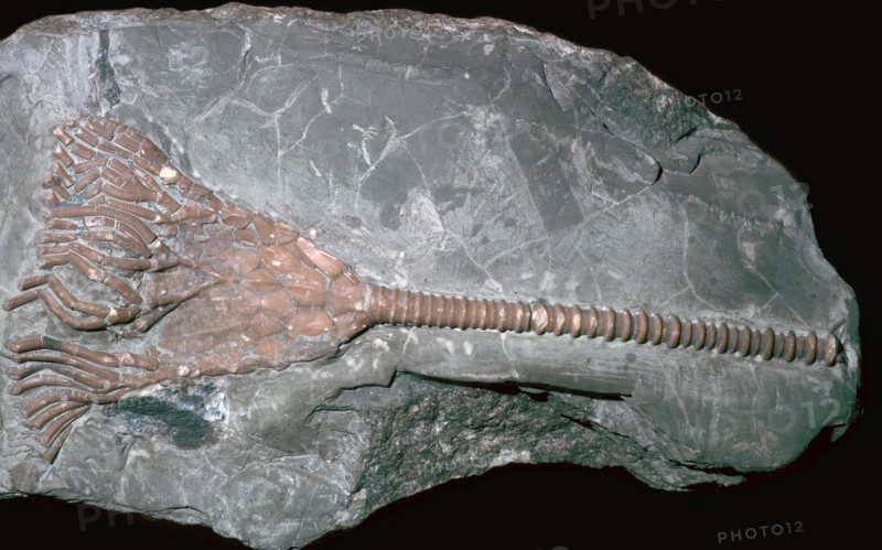 Fossil of a crinoid lily. Artist: Unknown